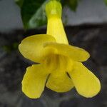 Macfadyena unguis-cati Цветок