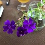 Verbena teneraFlower