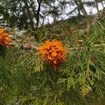 Juniperus virginiana Цветок