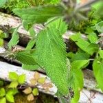 Stachys alpina Leaf