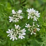 Coriandrum sativum Λουλούδι