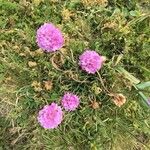 Armeria alpina Other