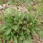 Limonium dodartii Other