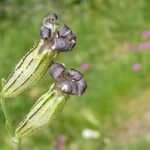 Silene ciliata Flor