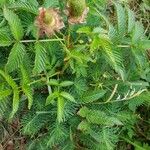 Rubus fraxinifolius Flower