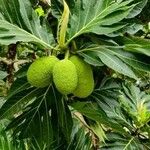 Artocarpus altilis Blad