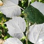 Populus × canescens Ліст