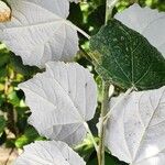 Populus × canescens Lapas