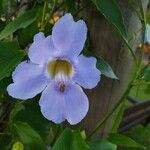 Thunbergia grandiflora Flor