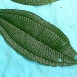 Miconia tschudyoides Leaf