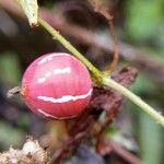 Diplocyclos palmatus Fruit