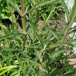 Verbena bonariensis Leaf