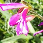 Gladiolus italicus Flower