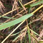 Themeda quadrivalvis Листок