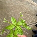 Galium circaezans Leaf