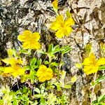 Helianthemum marifolium Blomma