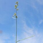 Fuirena umbellata Blad