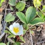 Fragaria virginiana花