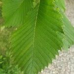 Ulmus americana Yaprak