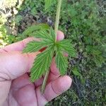 Humulus lupulus 葉