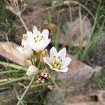 Nothoscordum gracile Квітка