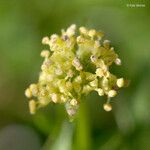 Sanicula bipinnata Žiedas