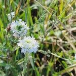 Berteroa incana Flor