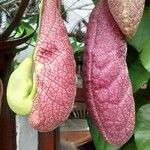 Aristolochia littoralis Sonstige