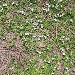 Veronica repens Flower