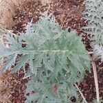 Cynara scolymus List