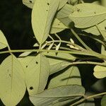 Senna atomaria Leaf
