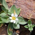 Cerastium latifolium Fiore