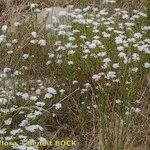 Iberis procumbens Natur