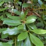 Morella faya Leaf