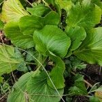 Bergenia crassifolia Leaf