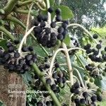 Fatsia japonica Fruit