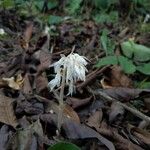 Epipogium roseum Flower