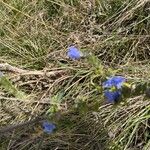 Echium vulgare花