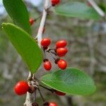 Emmenosperma pancherianum Fruit