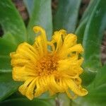 Glottiphyllum difforme Flor
