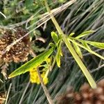 Patrinia scabiosifolia Folha