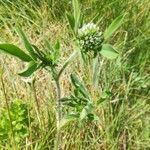 Trifolium squamosum Habitus