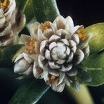 Blutaparon vermiculare Flower