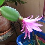Hatiora rosea Листок