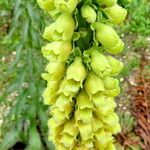 Digitalis ferruginea Floare