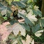 Acer pseudoplatanus叶