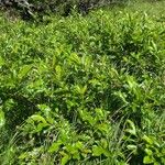 Salix phylicifolia Blatt