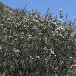 Ceanothus crassifolius Агульны выгляд