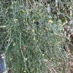 Ephedra altissima Агульны выгляд