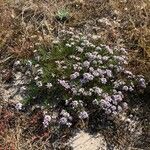 Iberis procumbens Foglia